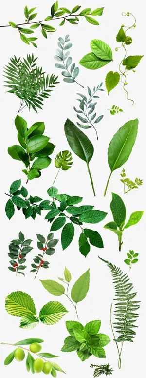 叶子绿色绿叶树叶免扣免抠动植物植物元素 叶子绿色绿叶树叶免扣免抠动植物植物元素