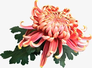 高清粉黄色菊花绿叶免抠