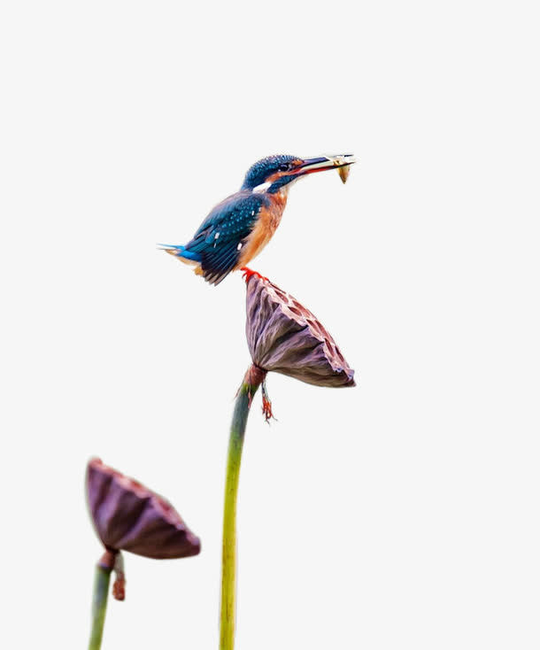 翠鸟嬉戏莲蓬头免抠