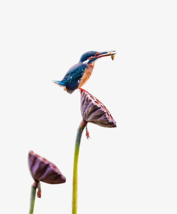 翠鸟嬉戏莲蓬头免抠