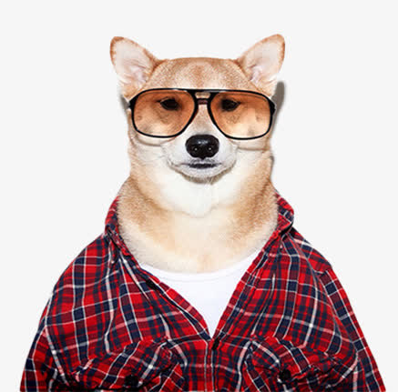 戴眼镜的柴犬素材图片免抠