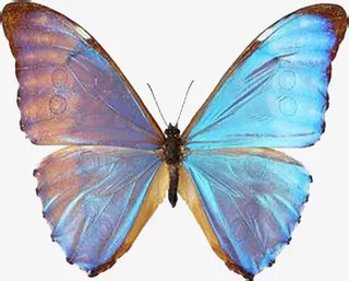 星空感蝴蝶免抠