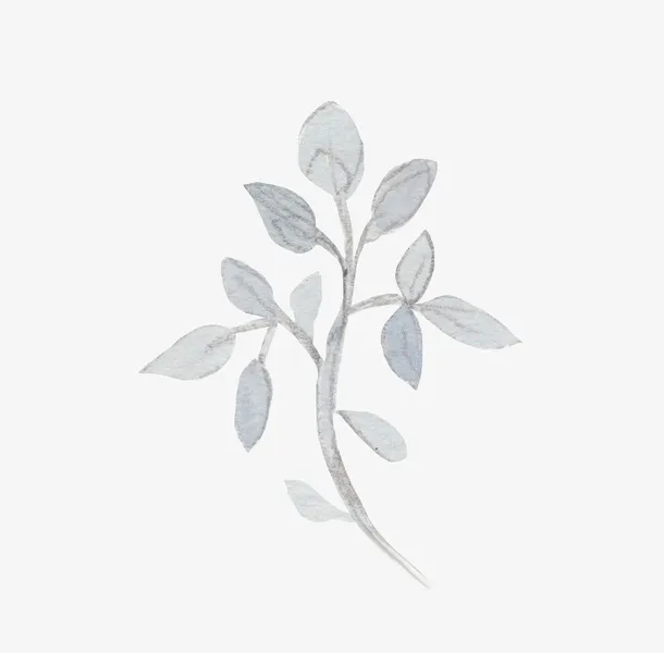 树枝免抠