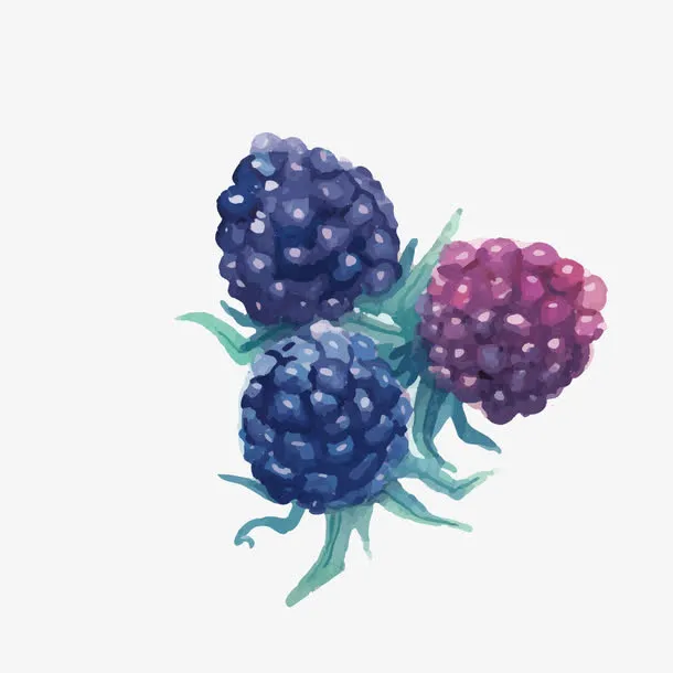 水墨手绘桑葚子水果免抠