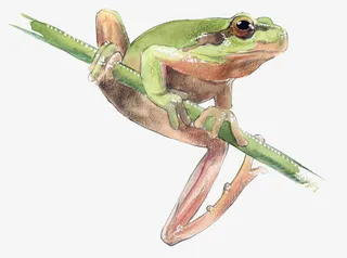 手绘在树枝上的青蛙免抠