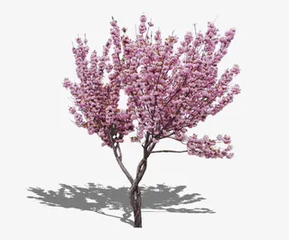 粉色景观树素材抠图免抠