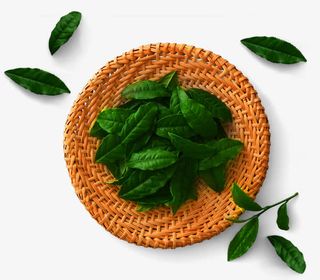 绿茶叶安化黑茶图片素材免抠