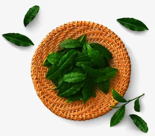 绿茶叶安化黑茶图片素材免抠