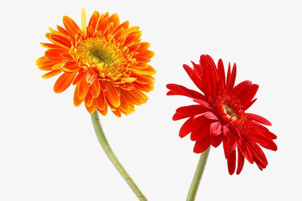 红色和橙色菊花免抠