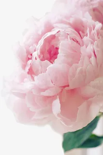 母亲节花朵背景免抠 母亲节花朵背景免抠