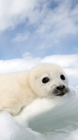 蓝天白云北极熊手机端H5背景高清