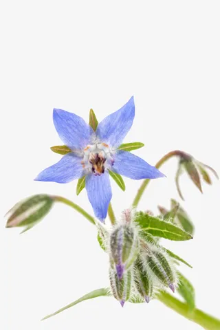 蓝色草本植物整颗带叶子琉璃苣实免抠