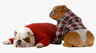 可爱的两只小狗图片素材免抠