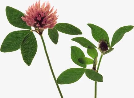 粉色花朵绿叶装饰免抠