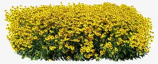 黄色的花朵免抠