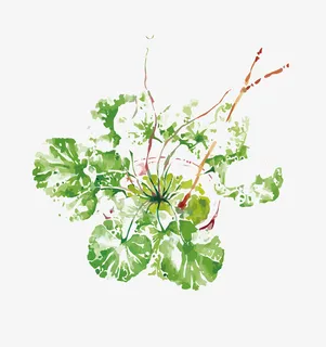 矢量绿色手绘绿叶免抠