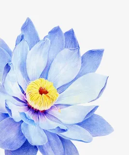 手绘蓝色莲花免抠