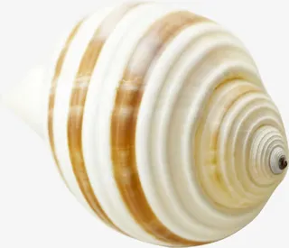 夏日海报贝壳海螺卡图效果免抠