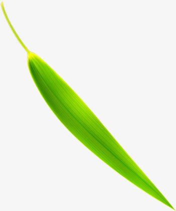 竹叶绿叶装饰免抠