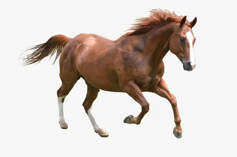 骏马免抠素材免抠