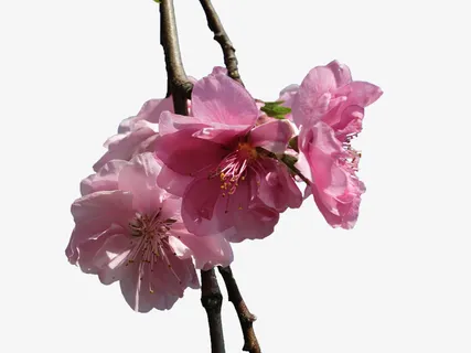 粉色樱花树枝免抠