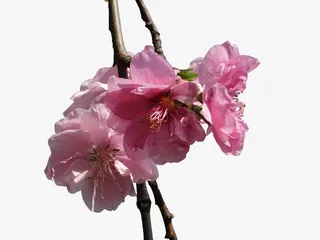 粉色樱花树枝免抠