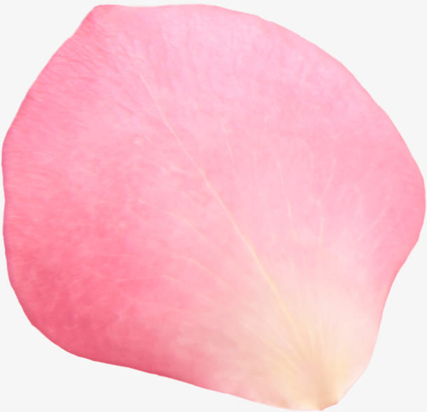 粉红色的玫瑰花花瓣效果免抠