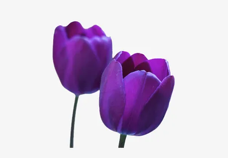 紫色郁金香免抠