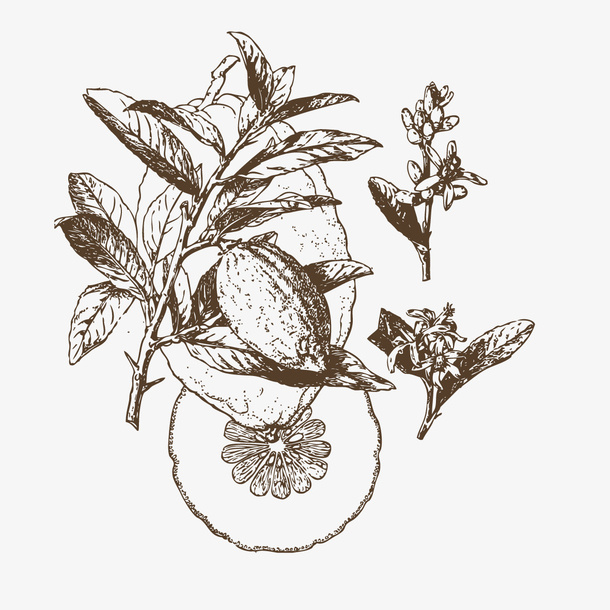 手绘植物花朵树枝果实免抠
