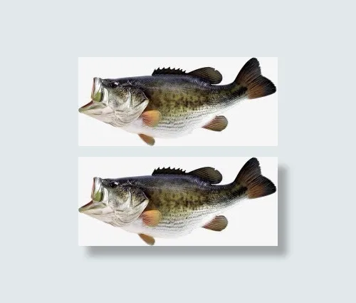 张大嘴的鲈鱼素材免抠