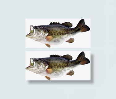 张大嘴的鲈鱼素材免抠