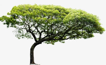 公园春天植物大树美化免抠