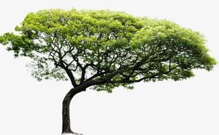 公园春天植物大树美化免抠