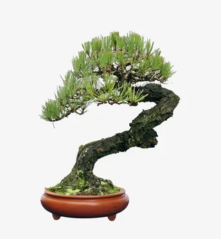 盆栽植物图片免抠