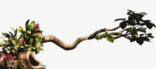 蜿蜒绵长的树枝免抠