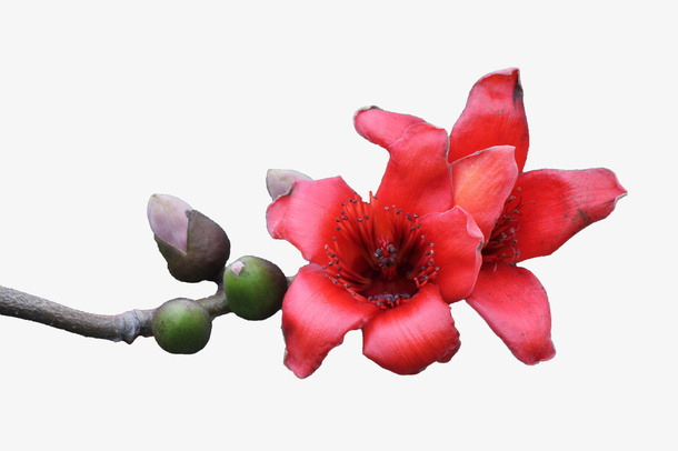 一根棕色枝条上两朵绽放的红棉花免抠