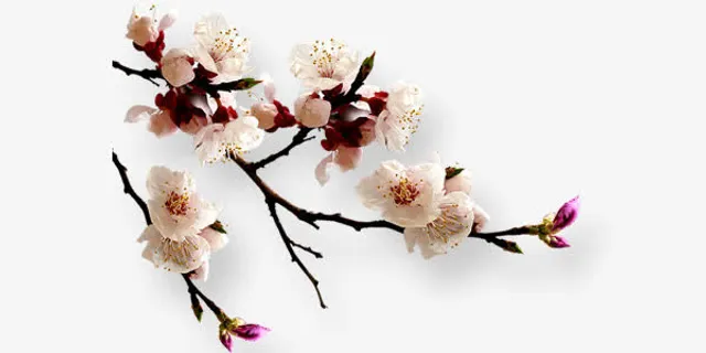 中国风梅花免抠