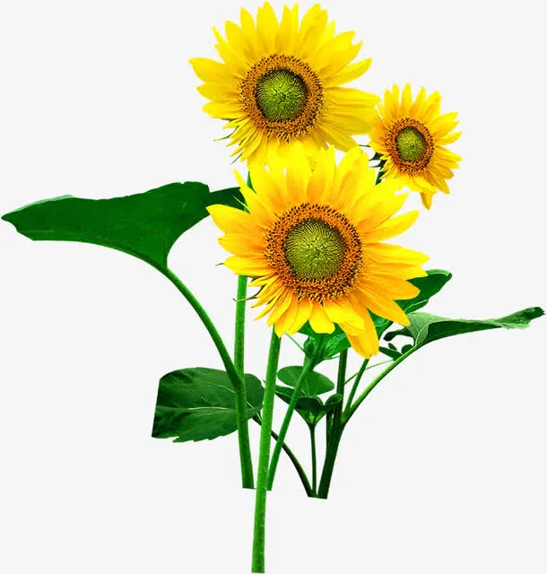 黄色卡通春天向日葵花朵免抠