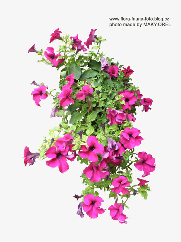 手绘花朵素材鲜花素材免抠