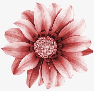 手绘花朵图片素材花朵素材免抠