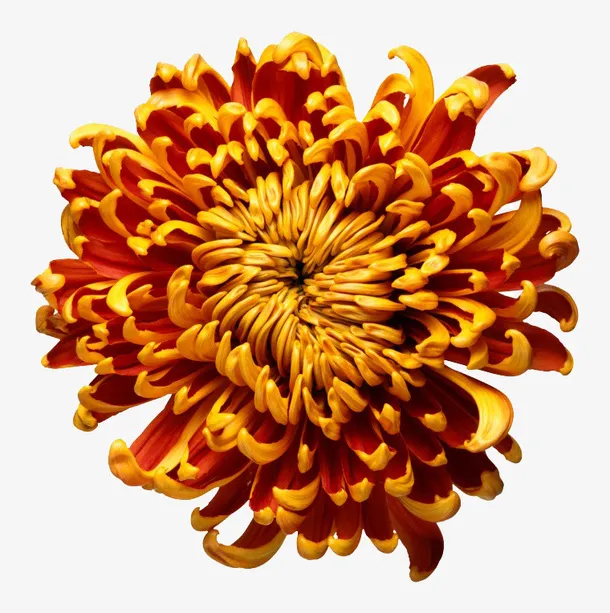 一朵菊花免抠