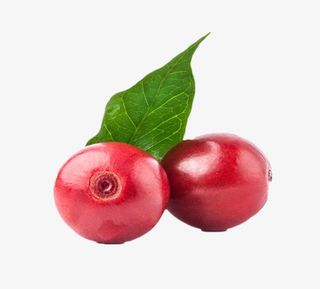 红色带叶子的咖啡果实物免抠