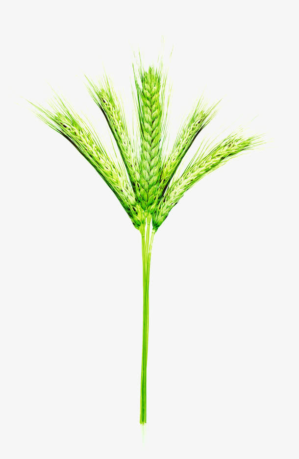 绿色的麦穗免抠