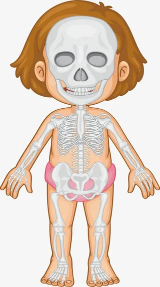 幼女身体骨骼免抠