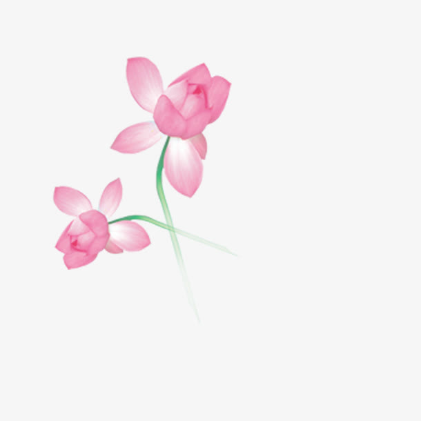 荷花图案免抠