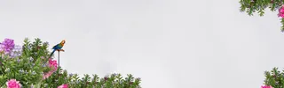 简约花鸟淘宝海报背景banner