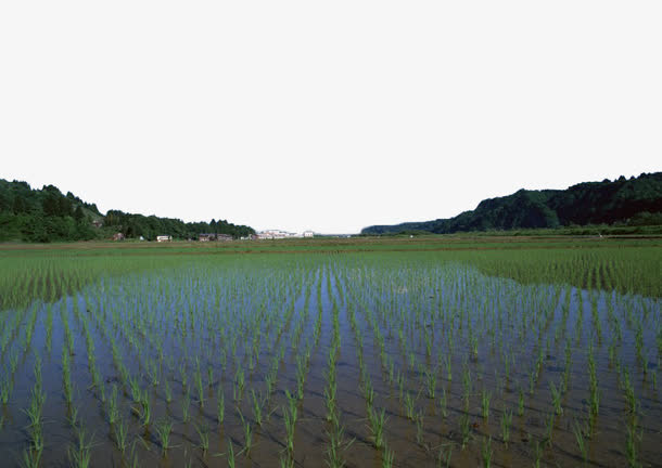 绿色稻田免抠