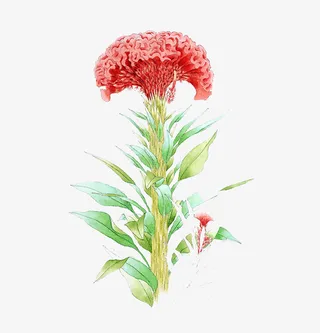 鸡冠花花朵免抠