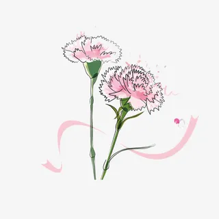 粉色康乃馨免抠