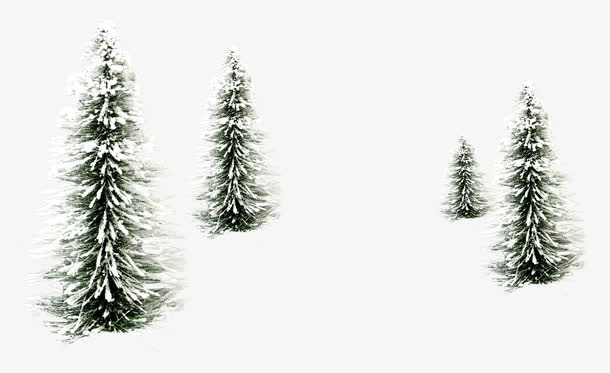 雪松图片免抠